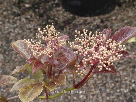 Sambucus Nigra ‚thundercloud‘ Red Holy Esveld Webshop