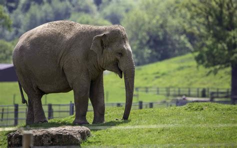 The Top 10 U.S. Zoos That House the Most Animals