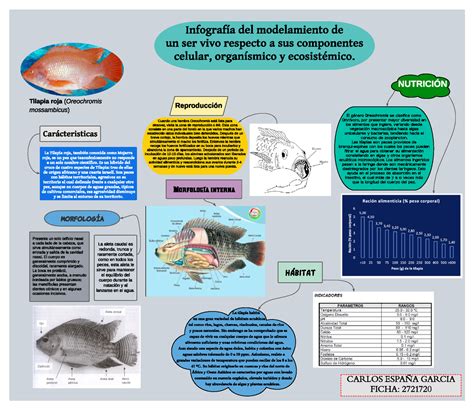 Infografía del modelamiento de un ser vivo respecto a sus componentes