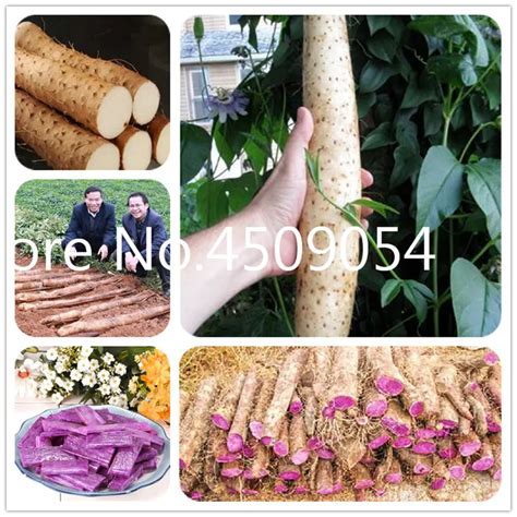 100 Pcs Real Chinese Yamdioscorea Opposita Thunborganic Delicious