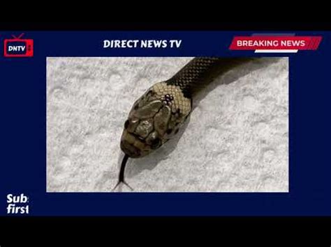 Snake On A Plane South African Pilot Finds Cobra Under Seat YouTube