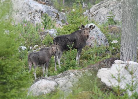 Ändrade gränser för Dalarnas älgområden Svensk Jakt