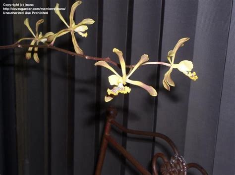 Plantfiles Pictures Encyclia Orchid Encyclia Alata 1 By Jnana