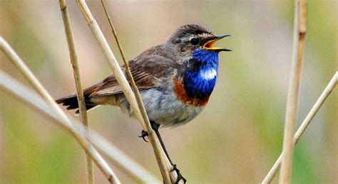 14 Migratory Birds That Brighten India Every Year Homegrown