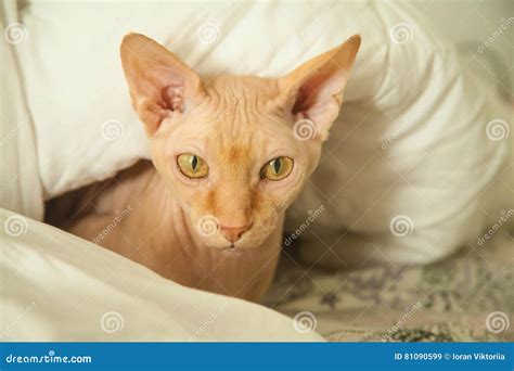 Naked Skin Cat Stock Image Image Of Handsome Pretty 81090599