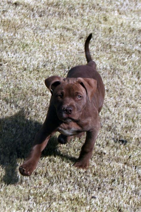 Red Nose Pitbull Boxer Mix