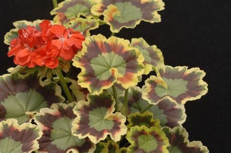 Mrs Pollock Fancy Leaf Geranium Gardening Geranium Plant Geraniums Leaf Coloring