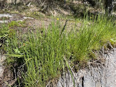 Elliott S Bentgrass From Uwharrie National Forest Troy Nc Us On