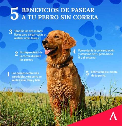 Beneficios De Ense Arle A Tu Perro A Pasear Sin Correa Aprende