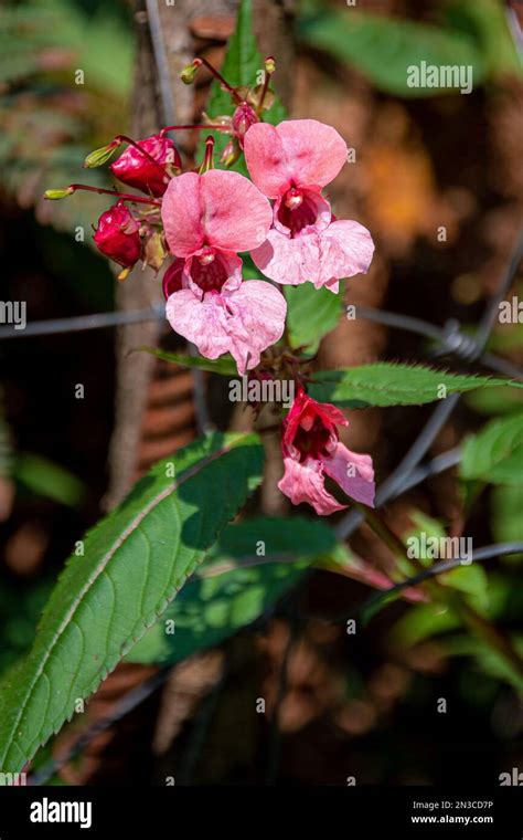 Impatiens Glandulifera Himalayan Balsam Is A Large Annual Plant