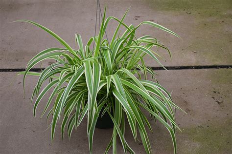 Reverse Variegated Spider Plant Chlorophytum Comosum Reverse