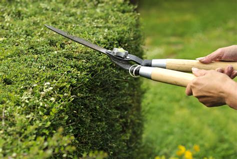 hedge trimming | Cleaners London - Professional Domestic and Commercial ...