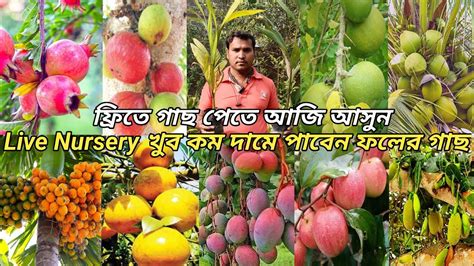 Live Nursery West Bengal বিদেশি ভ্যারাইটি ফলের একদম নতুন নার্সারি খুব