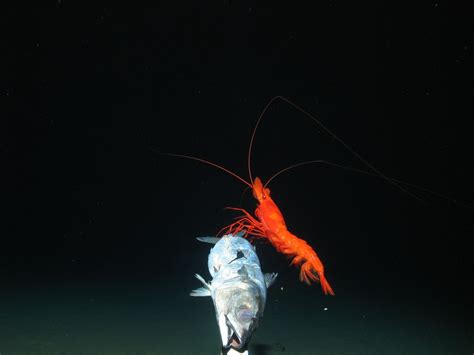 Gallery: Deep-Sea Creatures from the New Hebrides Trench | Live Science