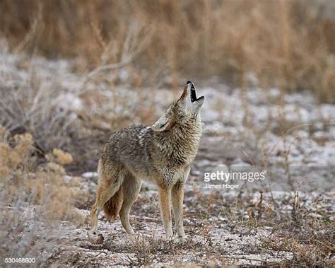 Antelope Island State Park Photos And Premium High Res Pictures Getty