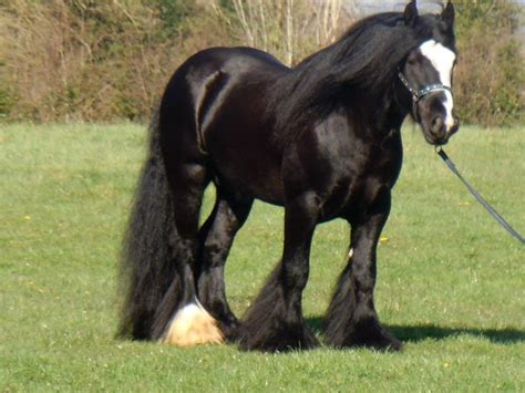 Traditional Irish Cob Gypsy Vanner Horses Pinterest