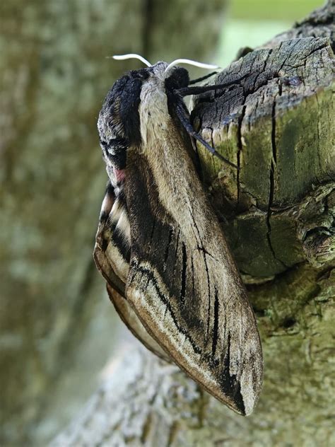 Privet Hawk Moth Somerset Moths