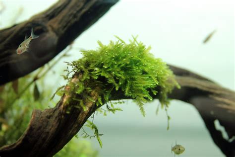 Cryptocoryne Spiralis Tiger Online Aquaria