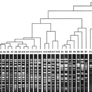 Representative Pfge Patterns For V Parahaemolyticus Genomic Dnas