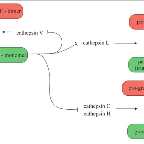 Schematic Representation Of The Role Of Cystatin F And Cysteine