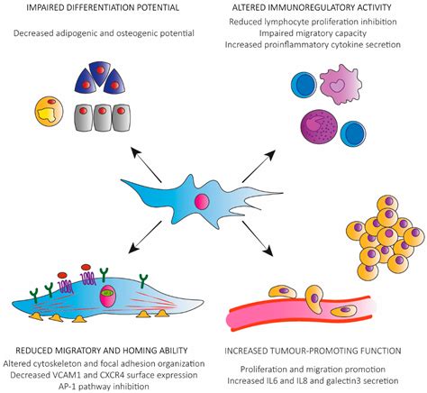 IJMS Free Full Text Senescence In Human Mesenchymal Stem Cells