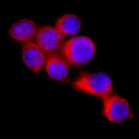 Mouse Baff Blys Tnfsf B Antibody R D Systems G Unconjugated