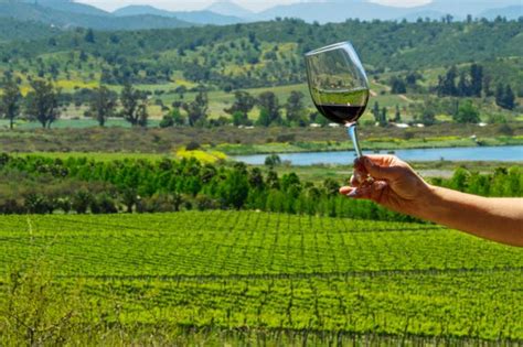 Tour privado de viñedos y bodegas por el valle de Casablanca desde Viña