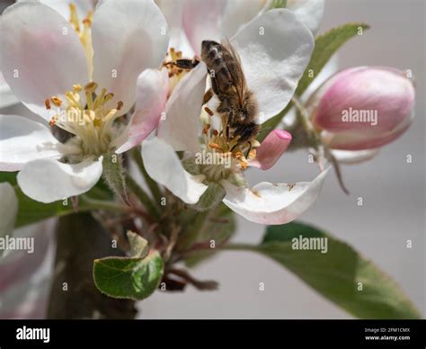 Bee Feeding On Apple Blossom Stock Photo Alamy