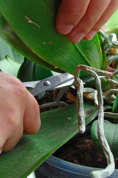 How to prune an orchid step by step guide – Artofit