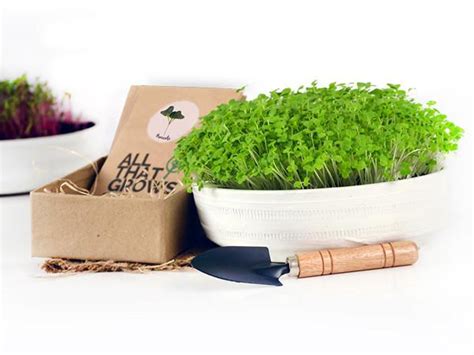 Buy Sample Microgreen Seeds Gift Kit, Microgreens Gardening Seeds 14 ...