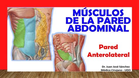 M Sculos De La Pared Abdominal