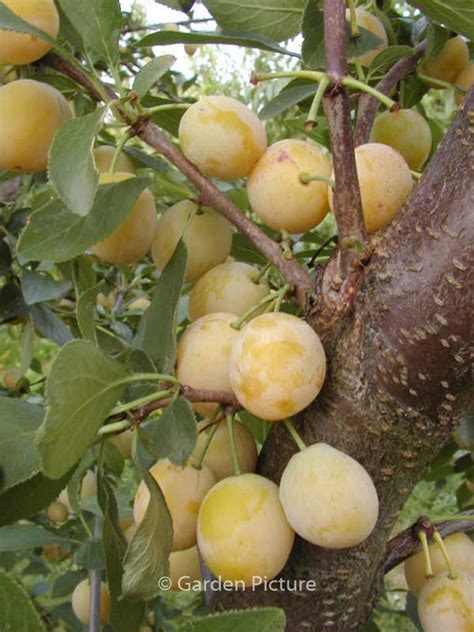 Prunus Domestica Mirabelle De Nancy Plantentuin Esveld