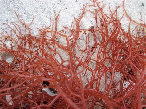 Gracilaria Tikvahiae Graceful Redweed Cayo Costa Island Flickr