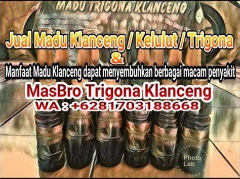 WA 081703188668 Jual Madu Klanceng Trigona Kelulut Di Jawa Timur