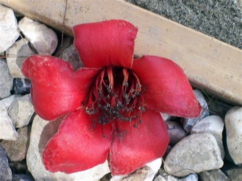 Bombax ceiba (Kapok Tree, Red Silk Cottontree) | North Carolina ...