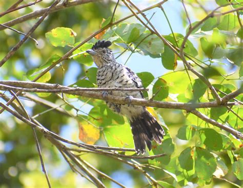 Foto Choca Barrada Do Nordeste Thamnophilus Capistratus Por Nivaldo