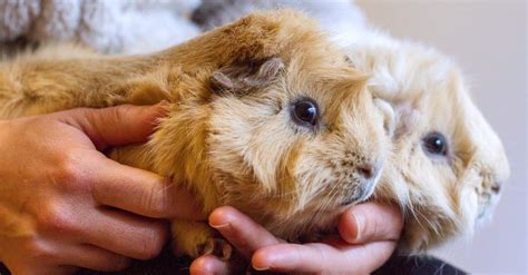 Abyssinian Guinea Pig Pictures - AZ Animals