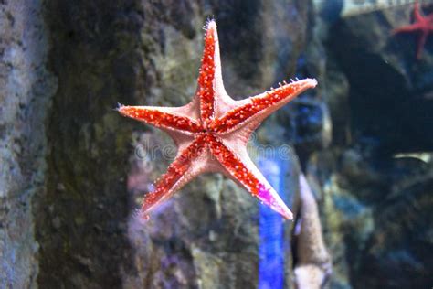 Starfish Asteroidea In An Aquarium Stock Photo Image Of Water Marine