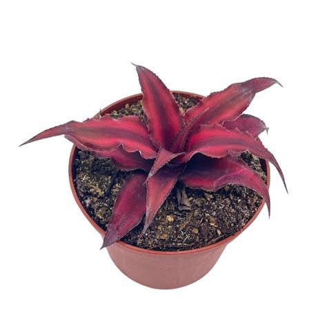 Cryptanthus Bivittatus Inch Earth Star Bromeliad Starfish Plant