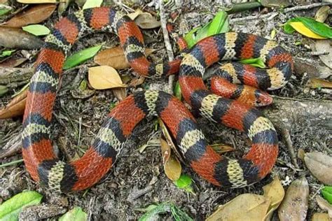 12 Non-Venomous Snakes in Florida (Pictures) - Wildlife Informer