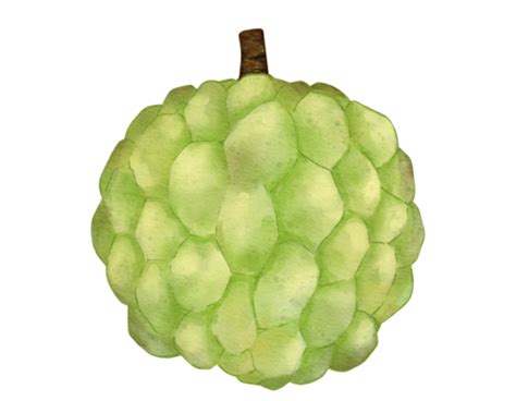 Custard Apple Pngs For Free Download