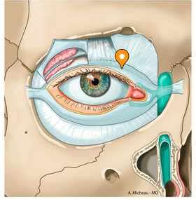 Tarso superior - e-Anatomy - IMAIOS