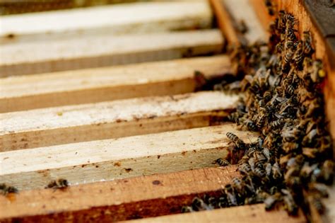 Bienenst Cke Pflegen Bienen Mit Waben Und Honigbienen Imker Ffnete