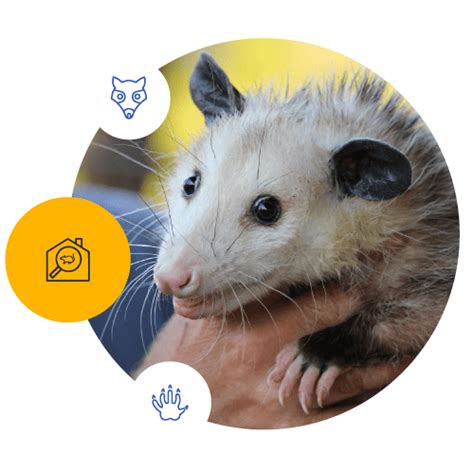 Possum Removal Melbourne | #1 Humane Possum Catchers