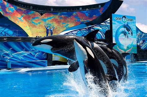 Inpark Magazine Seaworld Debuts New Killer Whale Show One Ocean”