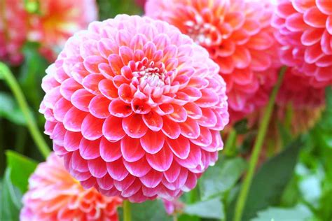 How To Overwinter Dahlias Gardeners Path