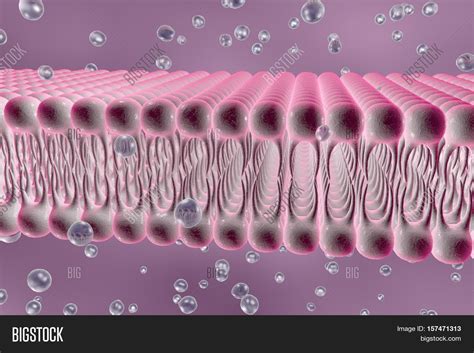 Lipid Bilayer Of Cell Membrane