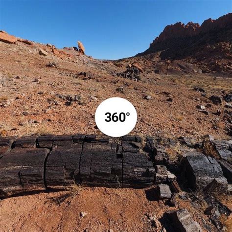 Wolverine Petrified Forest Utah