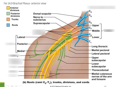 Diagram Of BRACHIAL PLEXUS Quizlet