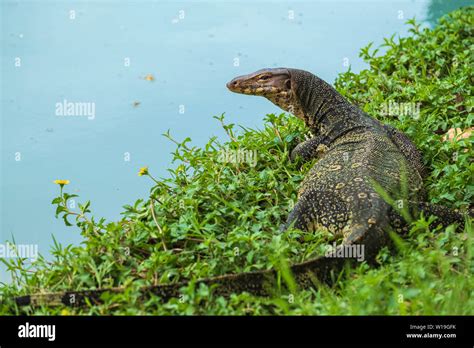 Water monitor in Lumpini Park, Bangkok, Thailand Stock Photo - Alamy